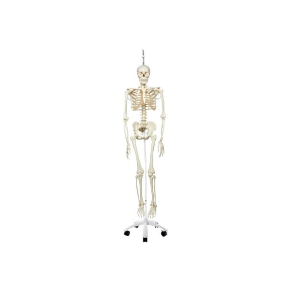 3B Anatomical Model - Phil The Physiological Skeleton on Roller Stand